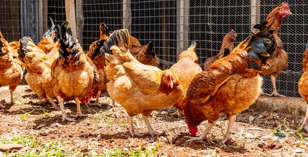 The Remarkable Journey of Kienyeji Chickens in Kenyan Agriculture
