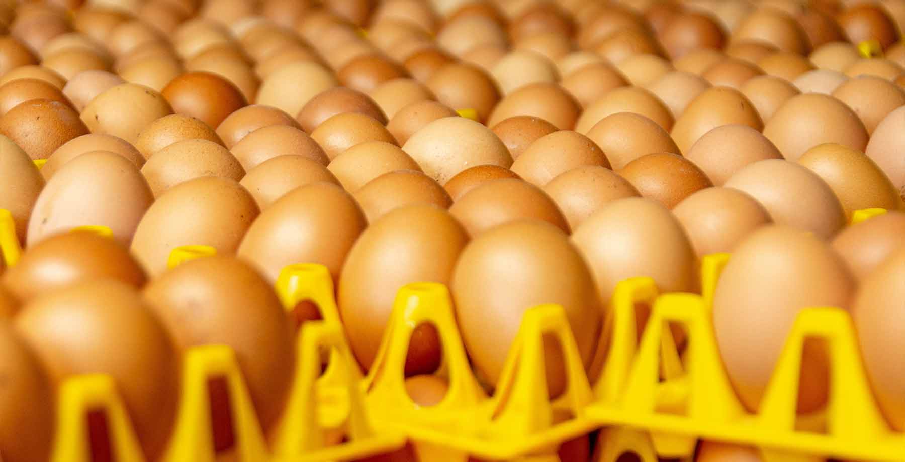 Sustainable Poultry Farming: A Holistic Environmental Approach