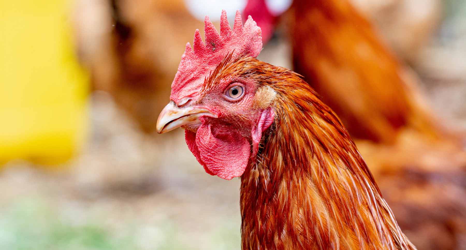 Indigenous Chicken Breeds: A Living Agricultural Heritage