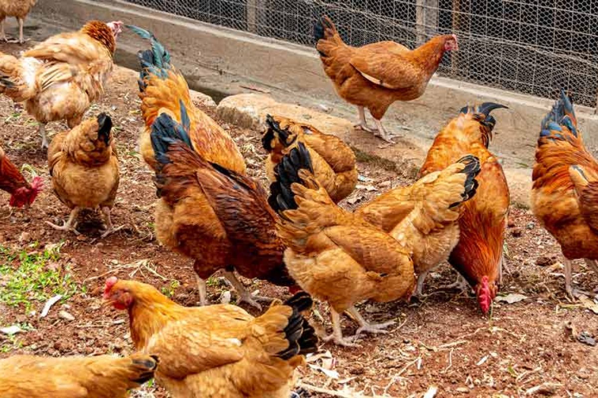 Blog-2-Free-Range-Kienyeji-Karen-Fork-Products-85 Blog-2-Free-Range-Kienyeji-Karen-Fork-Products-85