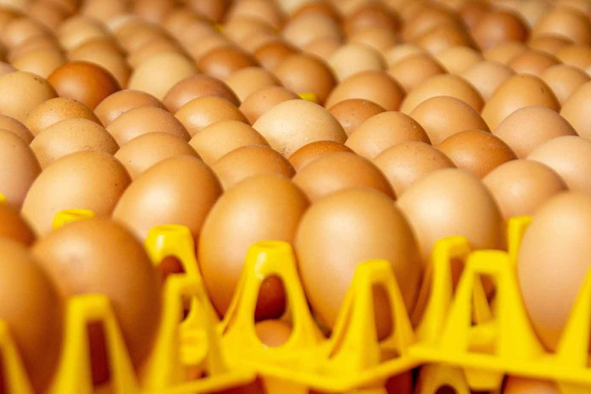 Blog-3-Free-Range-Kienyeji-Karen-Fork-Products-85